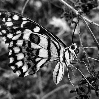 Butterfly - monochrome 