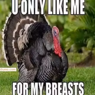 Funny Turkey