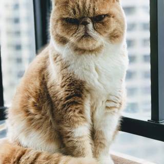 grumpy cat