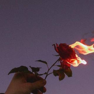 Burning Rose