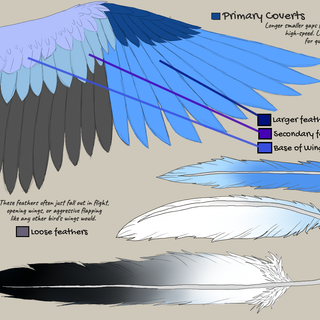 (closed) wing details.