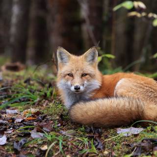 Fox