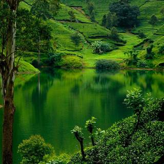 Green land 4K wallpaper