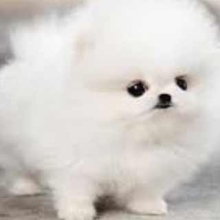 im not a feather duster