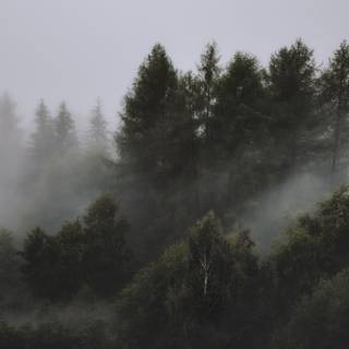 Foggy Nature