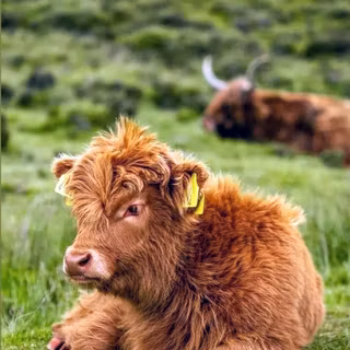 Highland cow