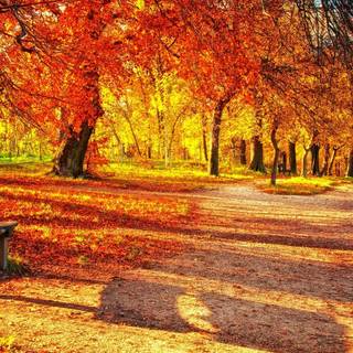 4k Autumn Wallpaper