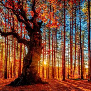 4k Autumn Wallpaper