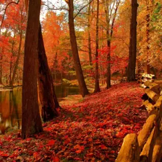4k Autumn Wallpaper