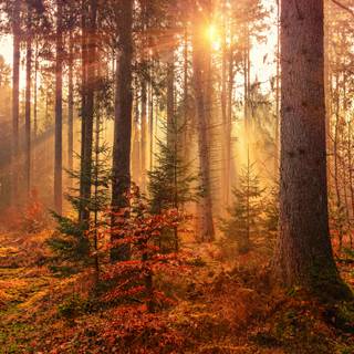 4k Autumn Wallpaper