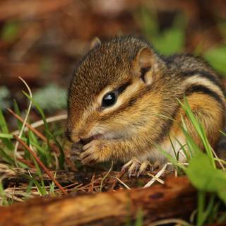 Tinychipmunk