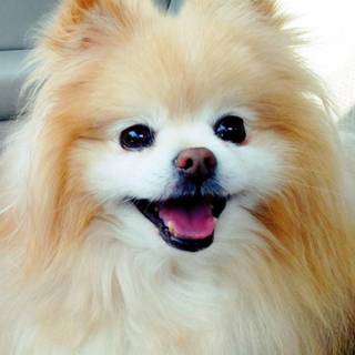 Cute doggy