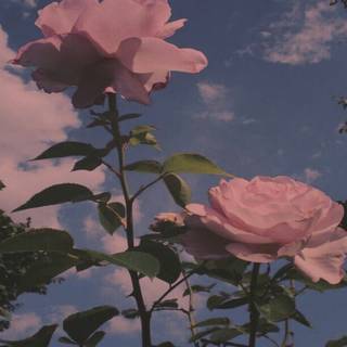 pretty flowers~!  credit me i made this!