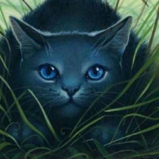 Warrior Cats