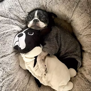 Boston Terrier