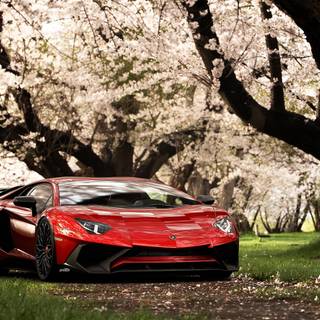 red lamborghini in trees