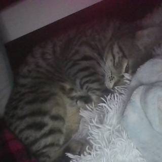 my kittyyy