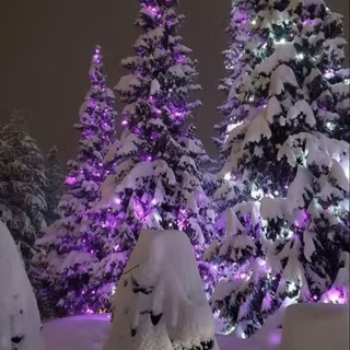 Snowy Forest 