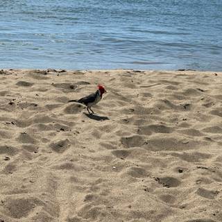 Beach Bird