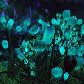 Bioluminescence