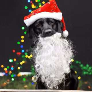 Santa puppy