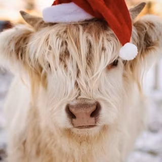 Highland Christmas Cow