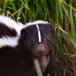 Little Skunk