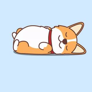 cute corgi