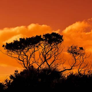 Trees At Sunset
