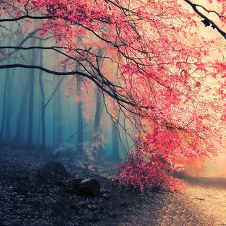 Cherry blossom forest