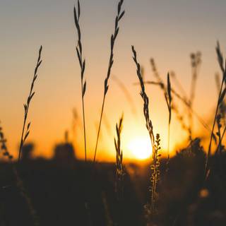Grass at sunset