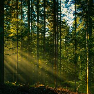 4k Nature Wallpaper