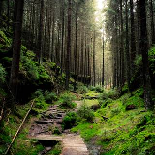 4k Nature Wallpaper