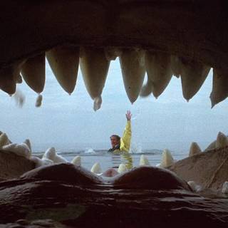 One Crazy Summer Inside Dolphin Mouth