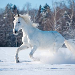 White Horse in the Snow