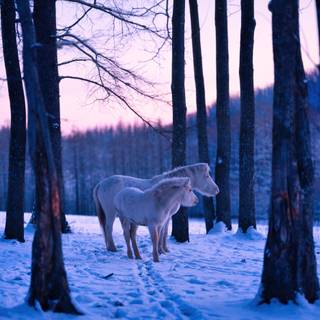 Two Horses in the Snow