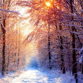 Winter Trees Wallpaper