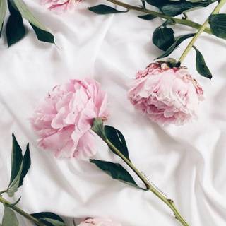 Elegant Light Pink Roses