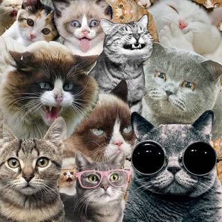 cat collage