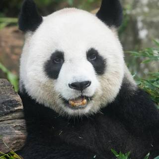 panda