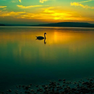 Calm Swan Lake Wallpaper for PC 