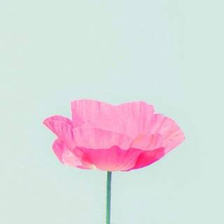 Pink Spring Flower Wallpaper 
