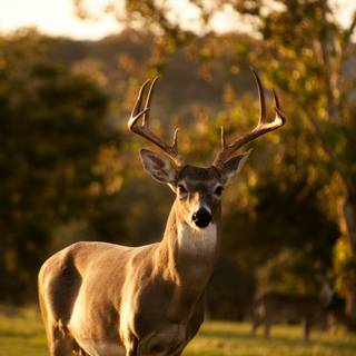 Dear in nature wallpaper