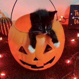 kitty in a pumpkin