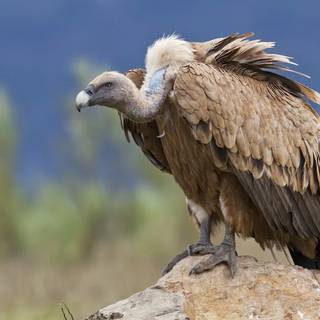 Vulture
