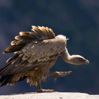 Vulture