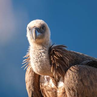 Vulture