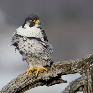 Peregrine falcon