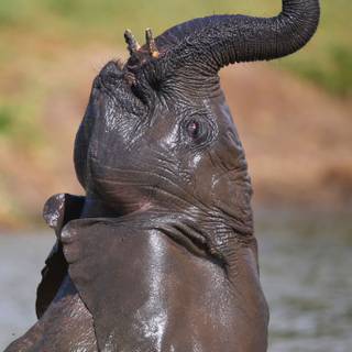 Baby Elephant