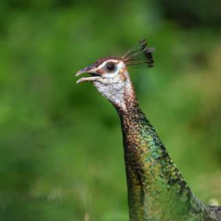 Peahen